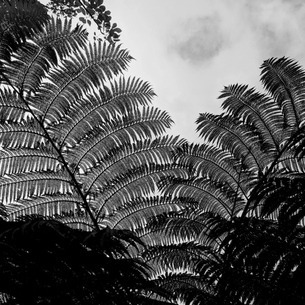 A black-and-white image of Taiwanese fern fronds
