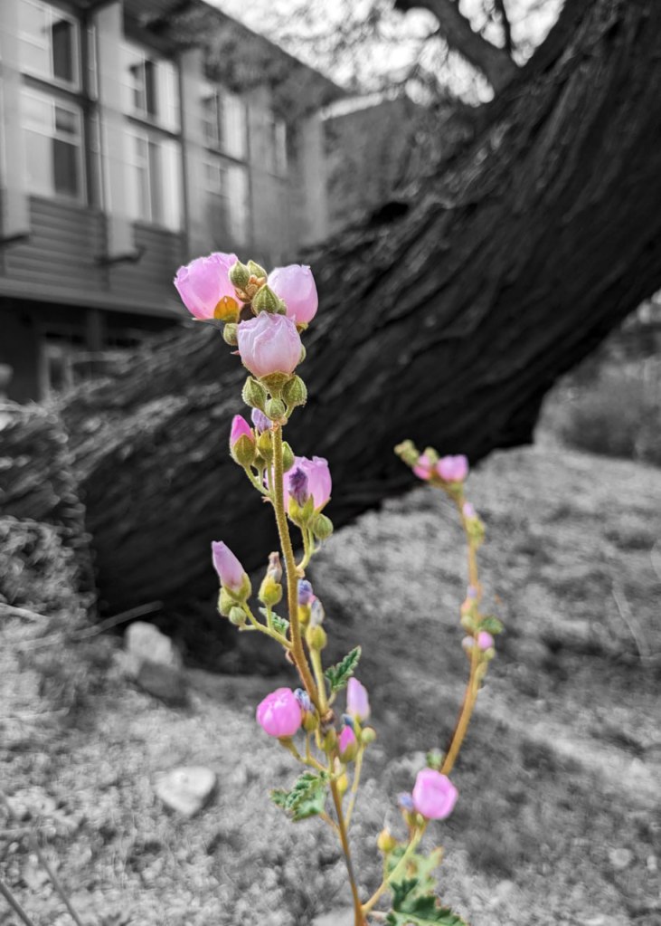 Cotton Candy Globe Mallow