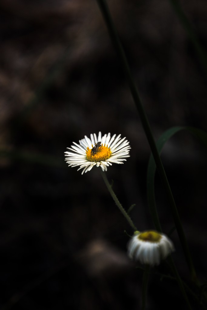 White daisy in a dark surrounding