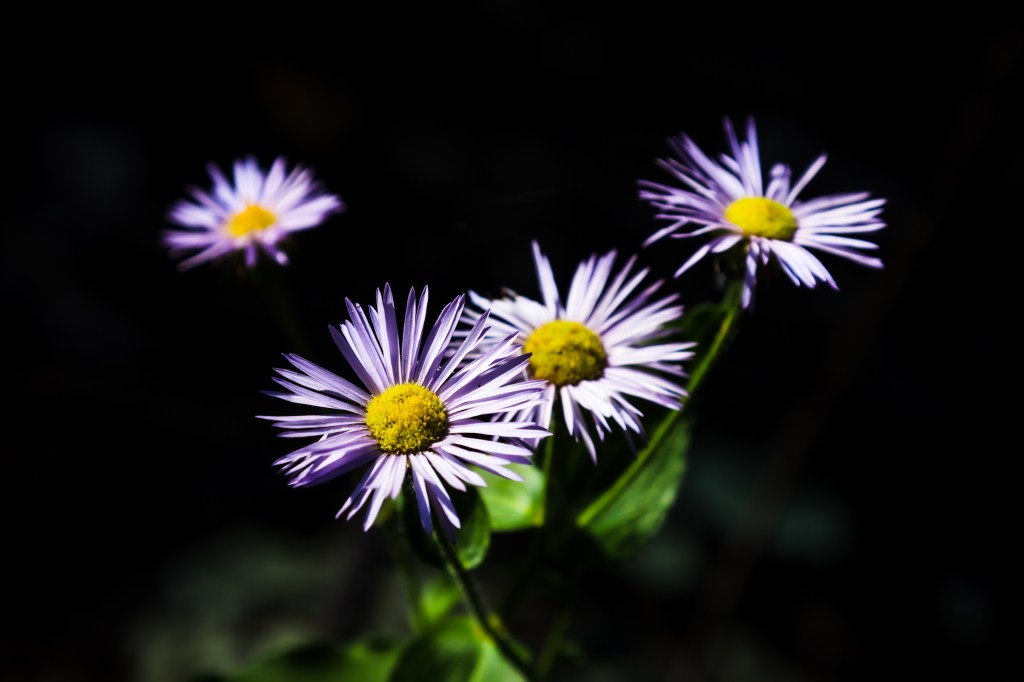 Wild purple daisies against a black backdrop